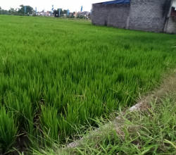 Di jual Sawah di Klaten, luas 2260 m2 di pinggir jalan